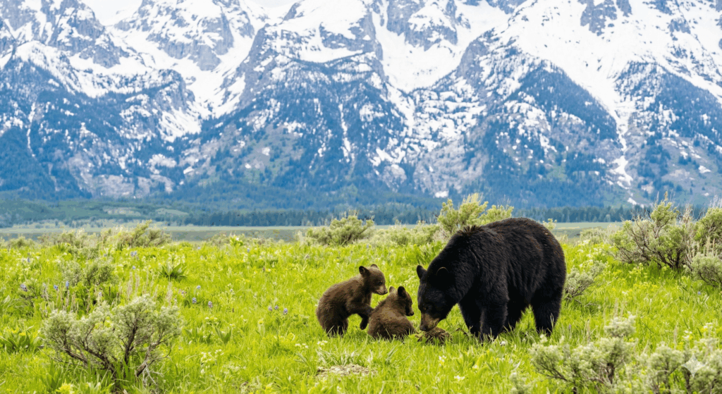 Teton Valley Storage