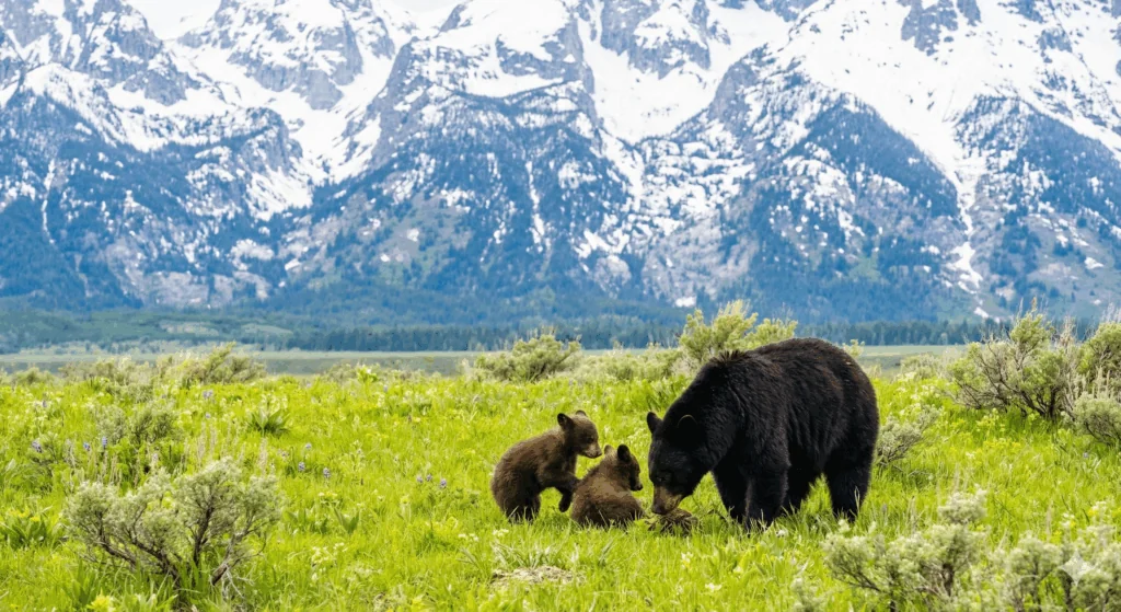 Teton Valley Storage